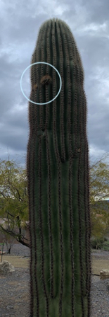 Feb 24 - Saguaro sprouting its first arms. Love the pleating on this one too.